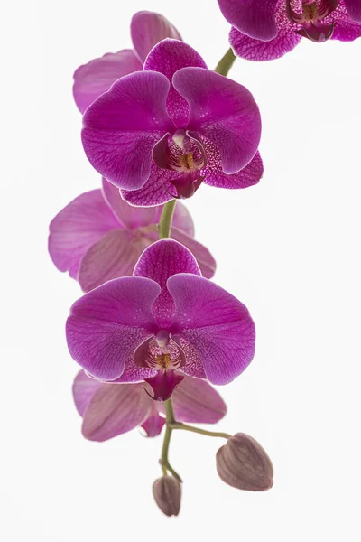 Bir asma üzerinde mor orkide yakın. — Stok fotoğraf