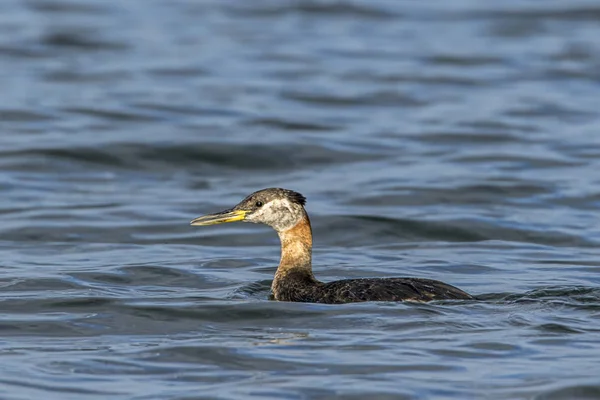 Grebe de cuello rojo nada en el agua . — Foto de Stock