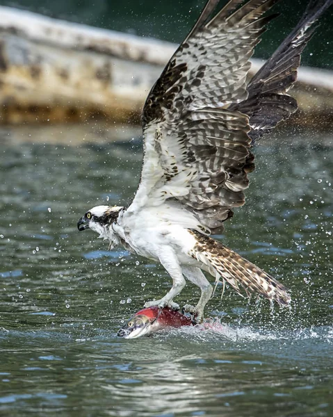 Osprey voa com sua captura . — Fotografia de Stock