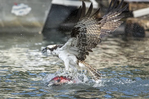 Osprey ajusta peixes em suas garras . — Fotografia de Stock