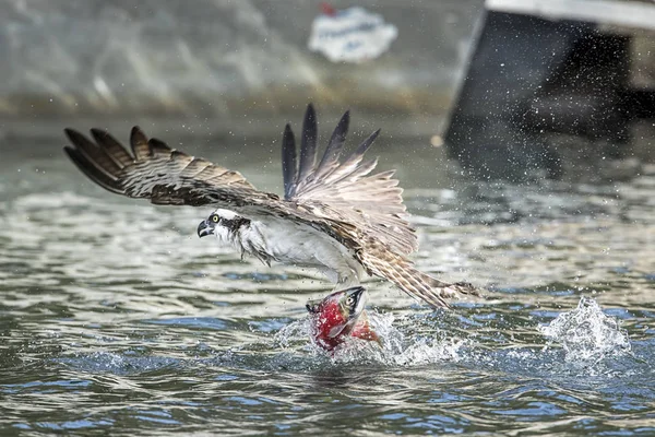 Osprey começa a voar com peixes . — Fotografia de Stock