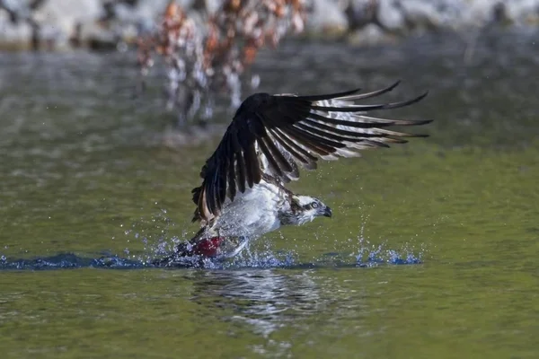 Osprey abana suas asas para levantar com o peixe . — Fotografia de Stock