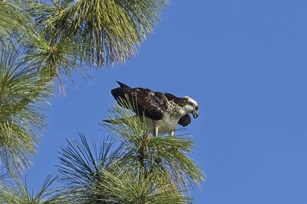 Osprey ищет еду на дереве . — стоковое фото