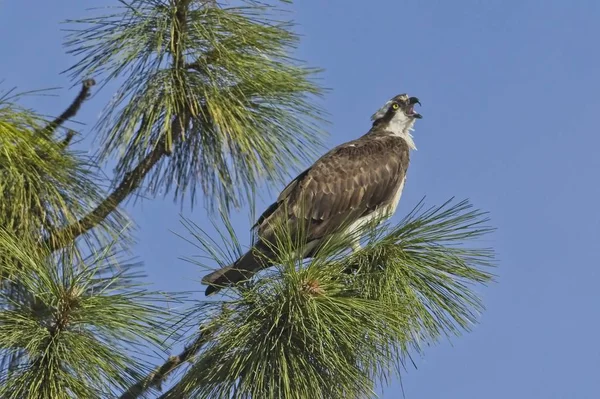 V usazené ospreji volají. — Stock fotografie