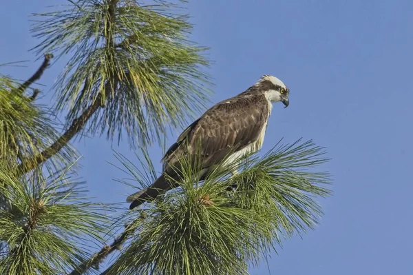 Osprey en el árbol en busca de peces . — Foto de Stock