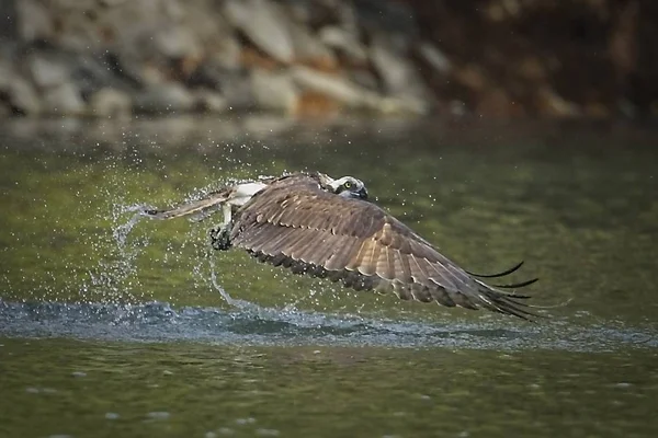 Osprey comes up empty. — Stock Photo, Image