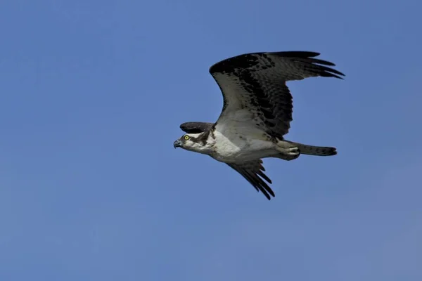 Un águila se eleva en el cielo despejado . — Foto de Stock