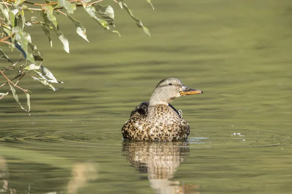 Canard colvert femelle dans l'eau calme . — Photo