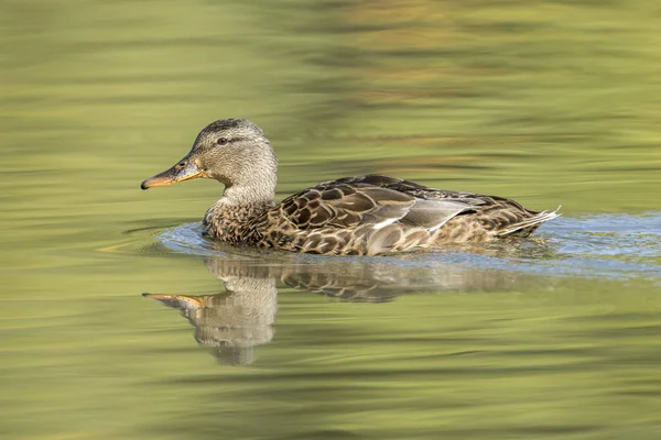 Side view of female mallard swimming in the pond. — Stock Photo, Image