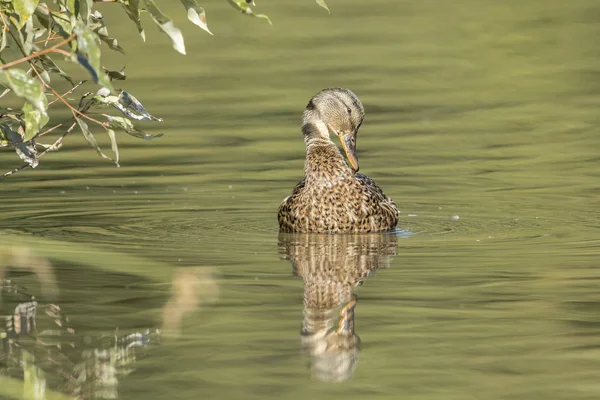 Female mallard preens itself in the pond. — Stock Photo, Image