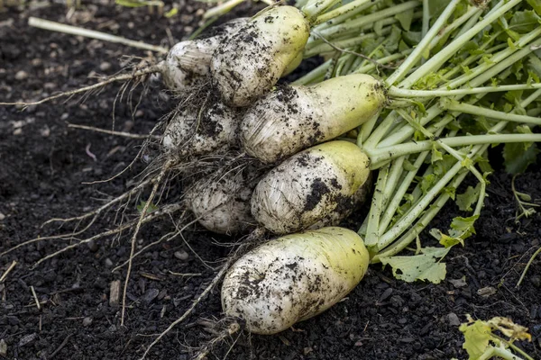 Harvested Chinese radishes. — Stock Photo, Image