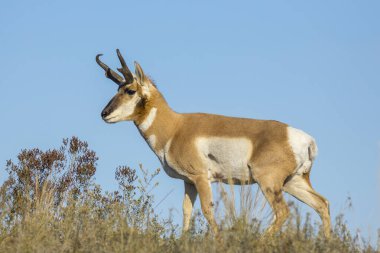 Antelope stands behind brush. clipart