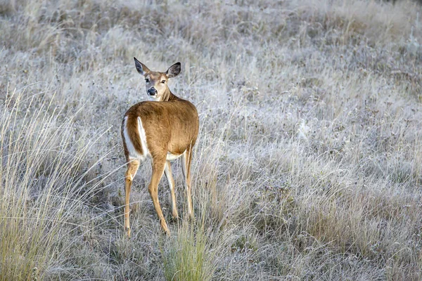 Deer looks back at the camera. — Stock Photo, Image