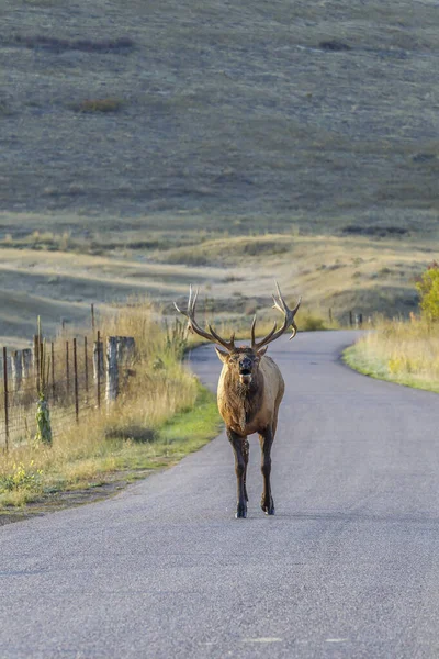 Bull elk bugles while standing in the road. — Stock Photo, Image