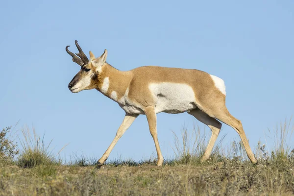 Antelope kráčí po poli. — Stock fotografie
