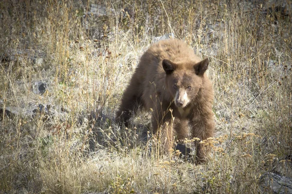 Medvěd hnědý sestupuje z kopce. — Stock fotografie