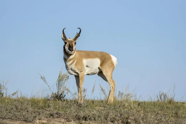 Antelope está en una colina . Imagen de stock