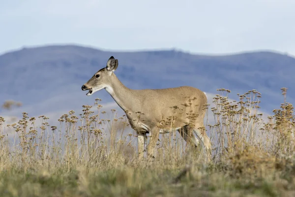 Cerf à queue blanche debout sur une colline . — Photo