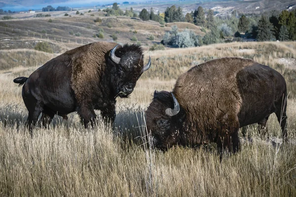 Due bisonti impegnati in una lotta . — Foto Stock