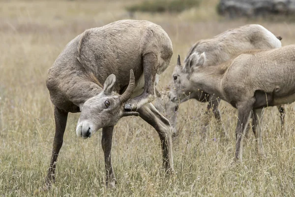 Owce Bighorn same się drapią.. — Zdjęcie stockowe