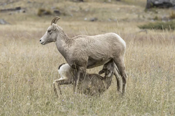 Nötkreatur får lamm foder från sin mor. — Stockfoto