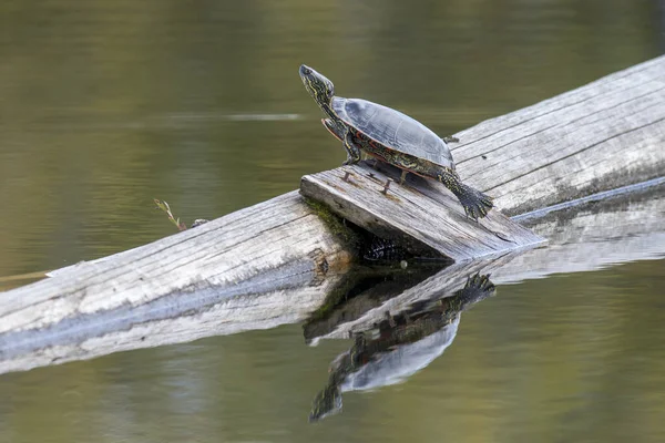 Schilderde schildpad koesterend op een boomstam. — Stockfoto