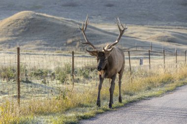 Boğa geyiği yol kenarında yürüyor..