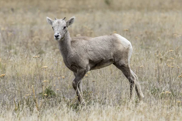 Cordero de oveja Bighorn en un campo en Montana . — Foto de Stock