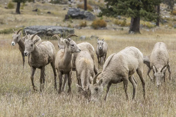 Rebanho de ovelhas bighorn perto de Thompson Falls, Montana . — Fotografia de Stock