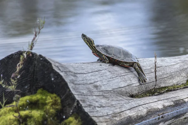 Tortue peinte Sunning elle-même sur un tronc . — Photo