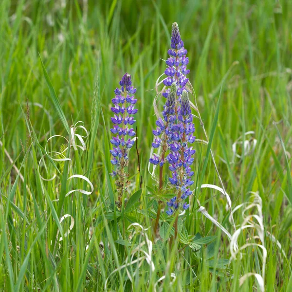 Ładne Purpurowe Kwiaty Łubinu Wśród Zielonej Trawy Turnbull Wildlife Refuge — Zdjęcie stockowe