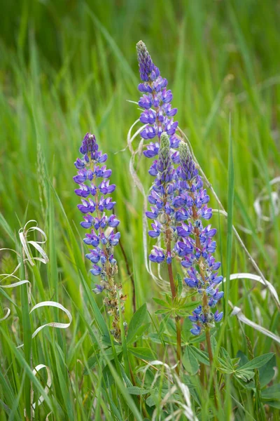 Ładne Purpurowe Kwiaty Łubinu Wśród Zielonej Trawy Turnbull Wildlife Refuge — Zdjęcie stockowe