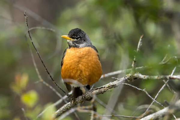 Merle Est Perché Sur Une Brindille Turnbull Wildlife Refuge Près — Photo