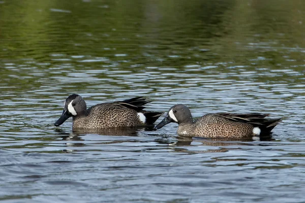 ワシントン州チェイニー近くのターンブル野生動物保護区の池で青い翼のある涙の水鳥のカップル — ストック写真