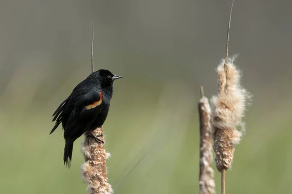 Uccello Nero Alato Rosso Appollaiato Una Catail Turnbull Wildlife Refuge — Foto Stock