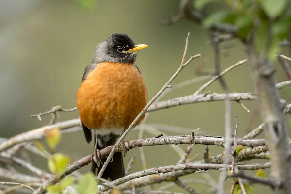 Robin Está Empoleirado Galho Turnbull Wildlife Refuge Perto Cheney Washington — Fotografia de Stock