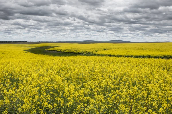 Campo Amarelo Brilhante Canolas Sob Céu Nublado Perto Reardon Washington — Fotografia de Stock