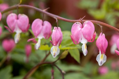 Kuzey Idaho 'da bir dizi kanayan kalp çiçeği.