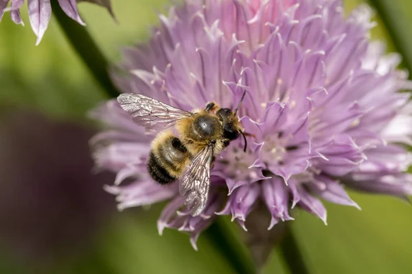 Honingbij Een Kleine Roze Bloem Het Noorden Van Idaho — Stockfoto