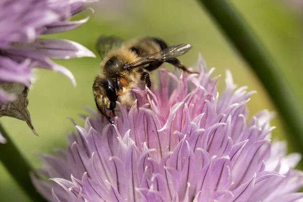 Abeja Miel Encima Una Flor Rosa Norte Idaho — Foto de Stock