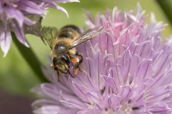 Honungsbiet Samlar Pollen Från Rosa Blomma Norra Idaho — Stockfoto