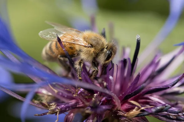 Honey Bee Purple Flower North Idaho — Stock Photo, Image