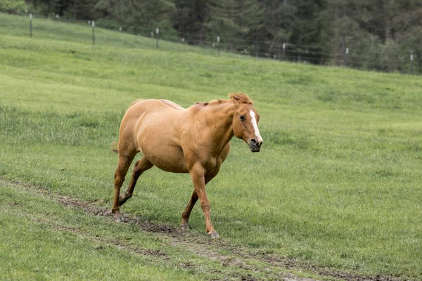 Chestnut Colored Horse Runs Lush Green Pasture North Idaho — Stock Photo, Image