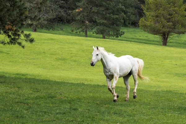 Pretty White Horse Runs Lush Green Field North Idaho — Stock Photo, Image