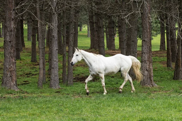 Krásný Bílý Kůň Kráčí Podél Lesa Severu Idaha — Stock fotografie