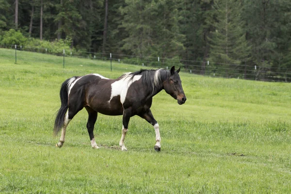Bel Cavallo Marrone Bianco Cammina Nel Pascolo Nel Nord Dell — Foto Stock