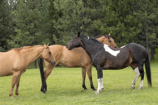 Couple Horses Grooming Each Other North Idaho — Stock Photo, Image