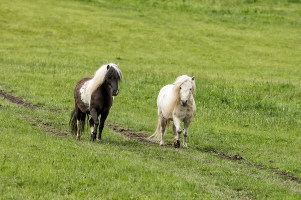 Dois Cavalos Miniatura Correm Pasto Verde Perto Coeur Alene Idaho — Fotografia de Stock