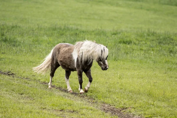 Lindo Caballo Miniatura Camina Largo Camino Pasto Cerca Coeur Alene —  Fotos de Stock