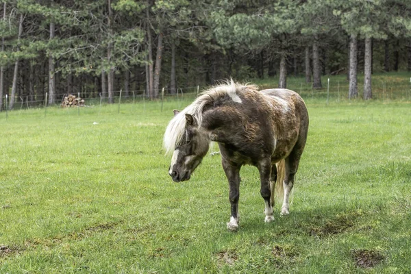 Miniaturowy Koń Wypasa Się Pastwisku Północnej Idaho — Zdjęcie stockowe